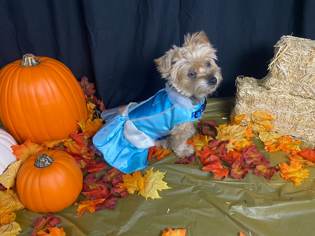 Cinderella Dog Costume / Cat Costume Etsy