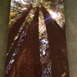 Original Photograph by California Photographer Mark Hampshire