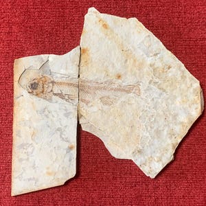 Fish Fossil/ Palaeontological Specimen with glued parts 10cm no.3