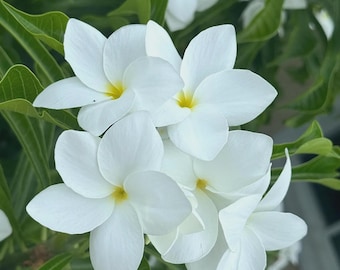 Plumeria  Bridal Bouquet Frangipani White Yellow  rooted plant shipped in the pot 4in