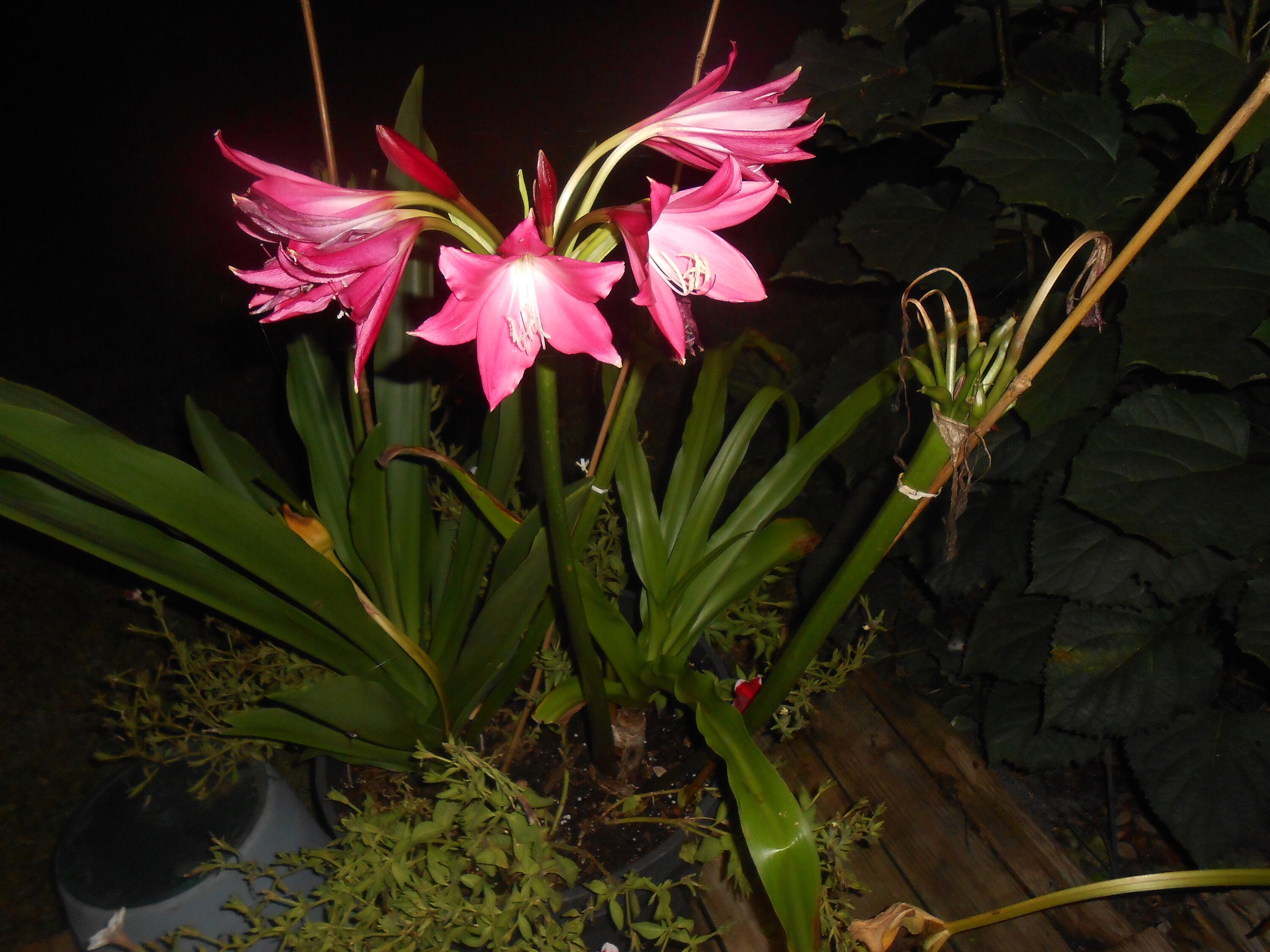 Home & Garden Garden & Patio bloomingsize bulb Crinum Lily JUMBO Ellen
