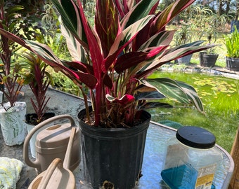 Stromanthe Triostarlarge  plant shipped in the pot with soil