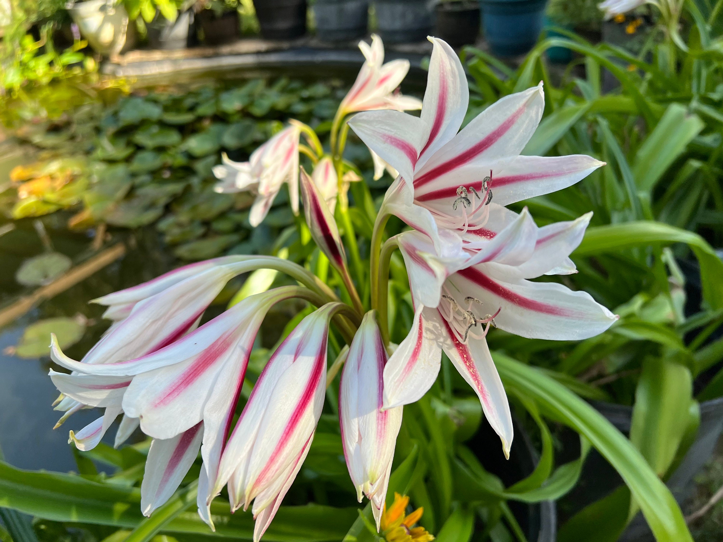 Lys crinum rayé blanc et rose (1) JUMBO, bulbes de la taille d'une fleur