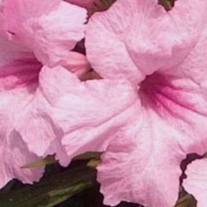 May include: Close-up of several light pink flowers with ruffled petals and darker pink centers. The flowers are in full bloom, showcasing their delicate texture and vibrant color. The image highlights the natural beauty of the floral arrangement.