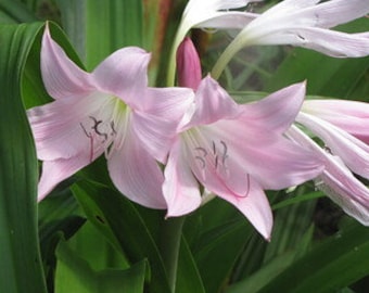Crinum Bulb, Pink Crinum Cecil Houdyshell Lily Bulb,LARGE BLOOMING SIZE