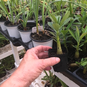 Desert rose plants  (5) grown  from seed 4 to 6  inches tall shipped in the pot