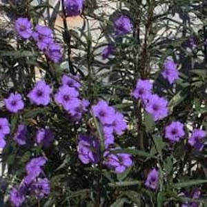May include: A close-up of a plant with vibrant purple flowers. The flowers have a trumpet shape and are clustered among dark green leaves. The plant appears to be in full bloom, with many flowers visible. The image is well-lit, showcasing the details of the plant.