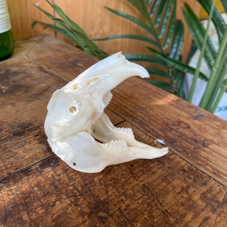 Real Rabbit Skull Taxidermy Cleaned and Bleached Animal Bone Etsy