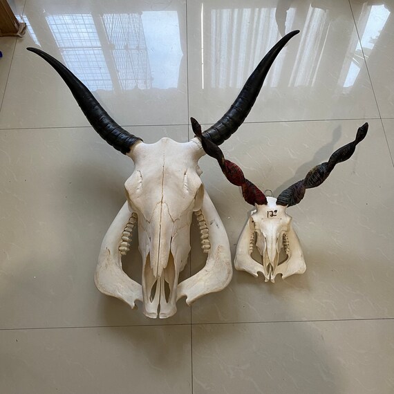 Real Animal Skulls for Sale - The Bone Room