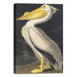 Canvas Print with Wooden Frame John James Audubon - American White Pelican from Birds of America