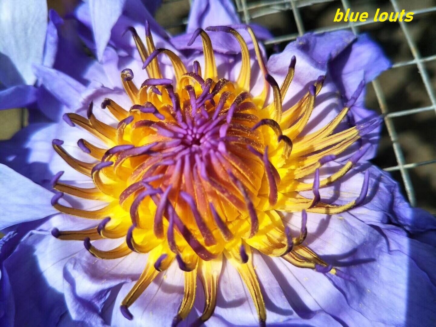 BLAUER LOTUS  Ganze Blumen – Radiant Beauty