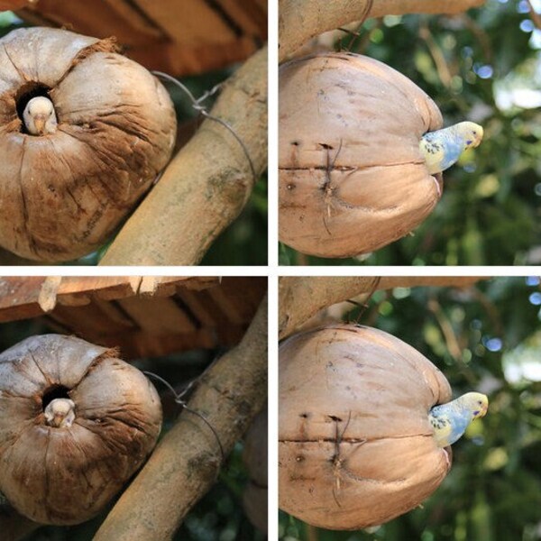 Love Birds Nest Etsy