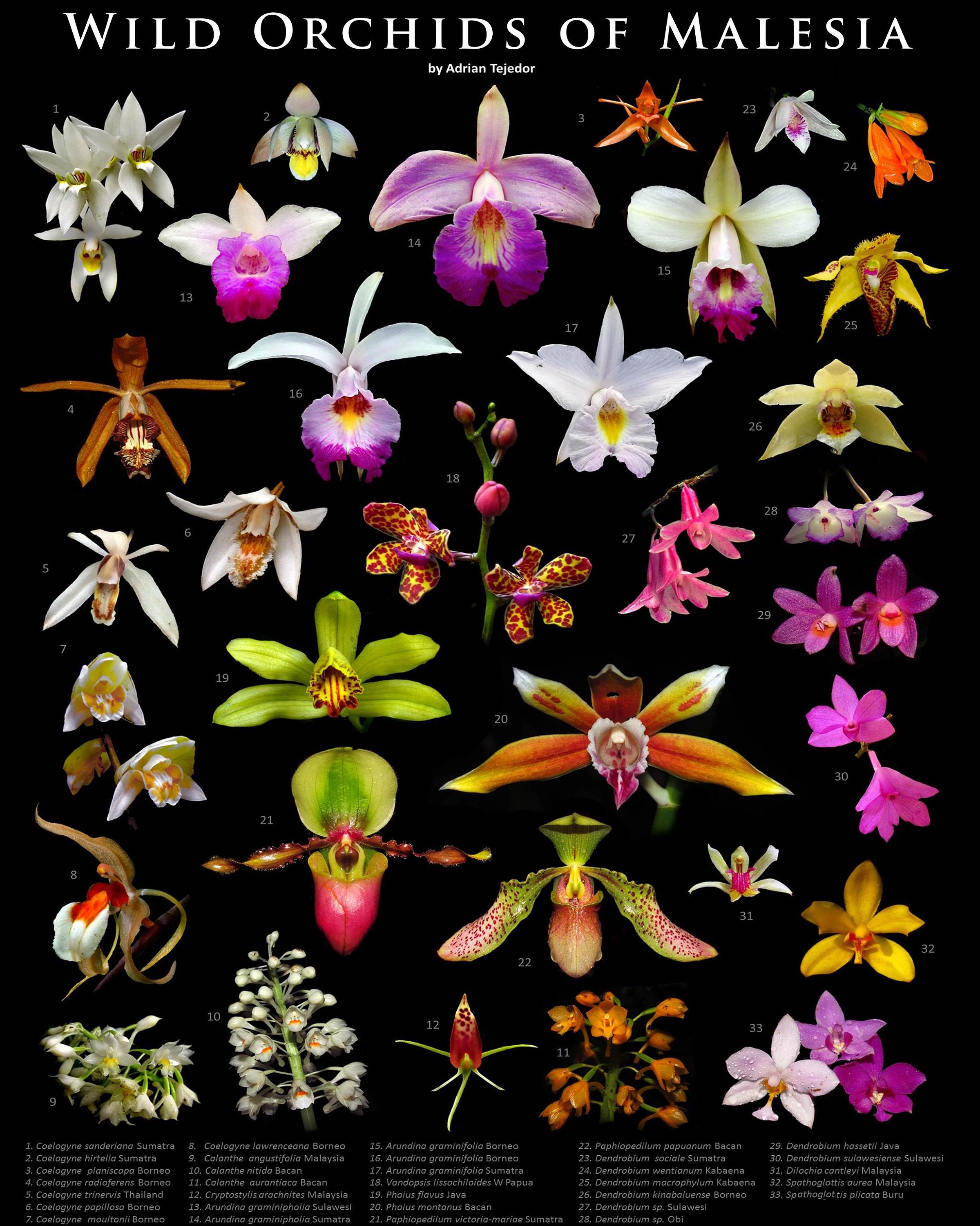 Wild Orchid Flower Il Fullxfull.2714255171 S80b