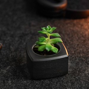 Mini Sukkulenten Übertopf aus Holz für kleinere Pflanzen und Kakteen, Pflanztopf, Pflanzenhalter