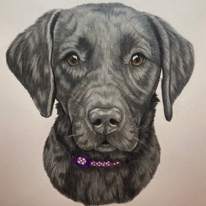 Hand drawn Pet Portrait image 7