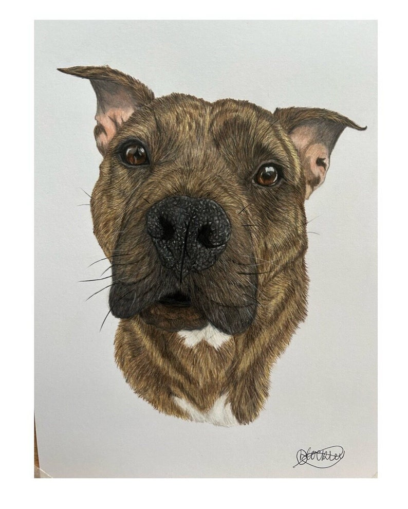 Hand drawn Pet Portrait image 1