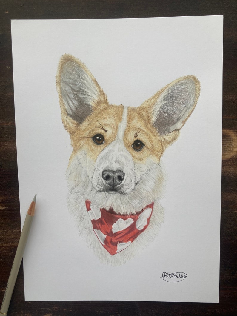 Hand drawn Pet Portrait image 8