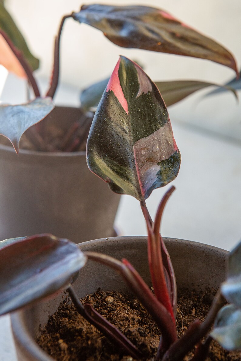 discounts online shopping Tessa // Philodendron Pink