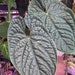 see more listings in the Anthurium section