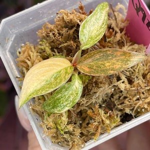 philodendron variegated Orange Princess, exact plant!