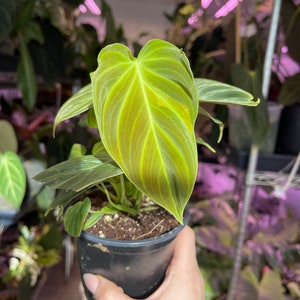 philodendron Splendid, sport variegated leaf image 4