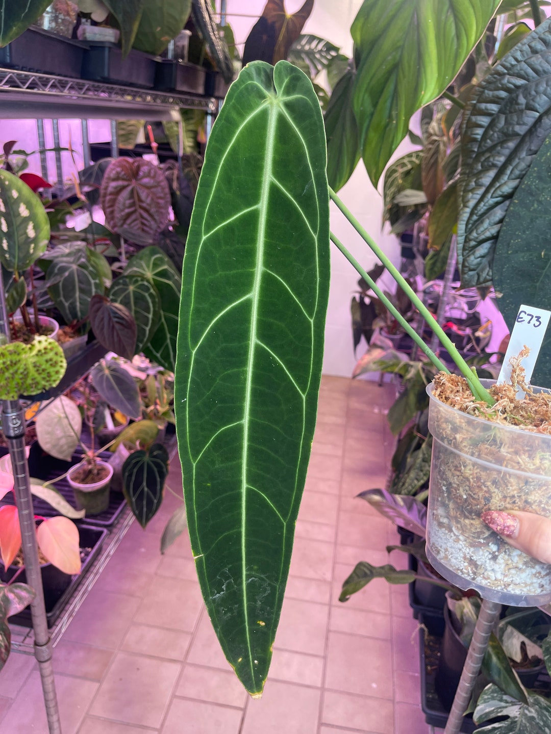 Anthurium Warocqueanum Dark Form Queen Anthurium Rare Velvet Etsy