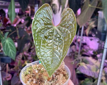 Anthurium Luxurians, exact plant, Aroid Plant Collector's plant USA SELLER!