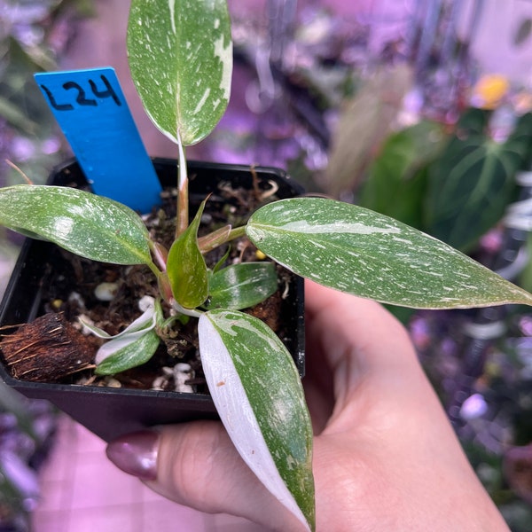 Philodendron Red Anderson highly variegated Rare houseplant Aroid USA Seller!