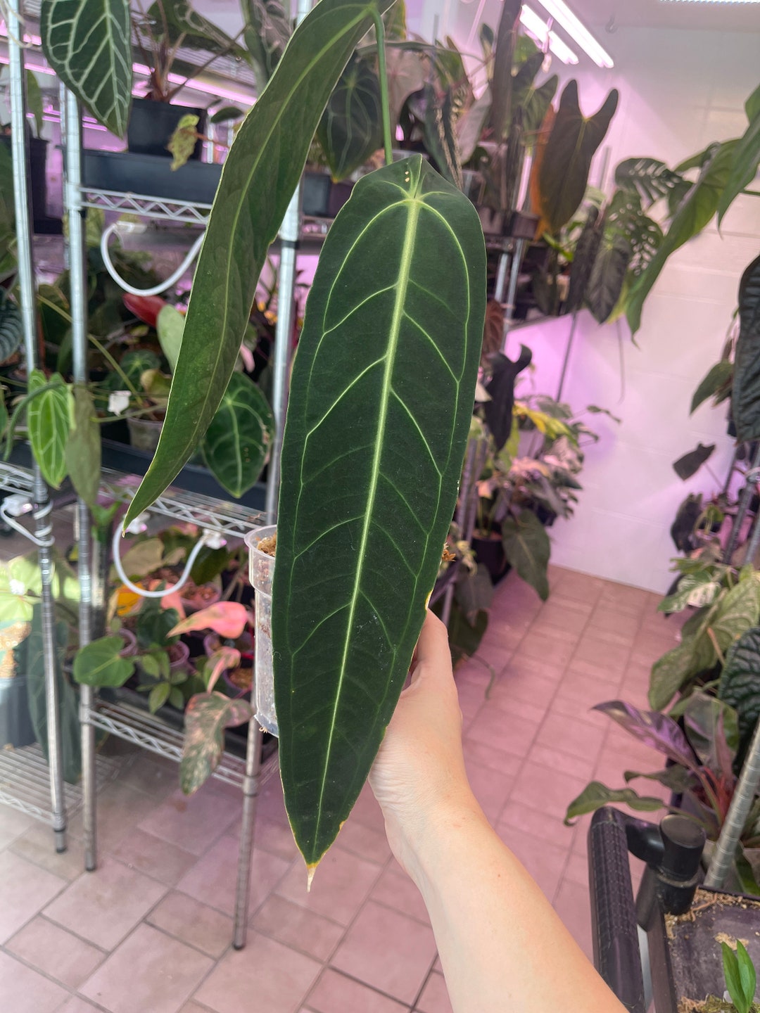 Anthurium Warocqueanum Queen Anthurium Rare Velvet Leaf Etsy