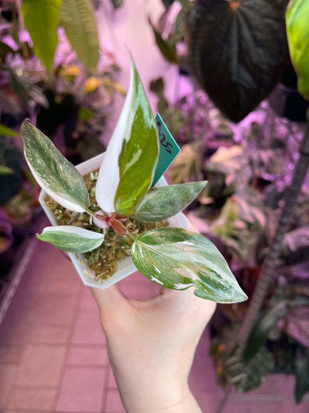 Philodendron Rd Anderson Philodendron Red Anderson Variegated Rare Houseplant Aroid USA Seller ...