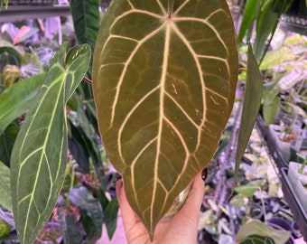 Anthurium Carlablackiae x Ace Of Spades Hybrid dark Rare Velvet Aroid Plant Collector's plant USA SELLER! Carla hybrid