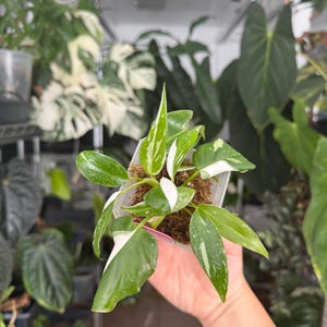 Philodendron White Princess lightly rooted prop, multiple growth points!