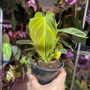 philodendron Splendid, sport variegated leaf image 6