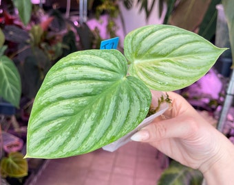 Philodendron NOID, aroid RARE Exotic houseplant USA Seller!