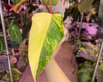 Philodendron Strawberry shake variegated rooted top cutting!