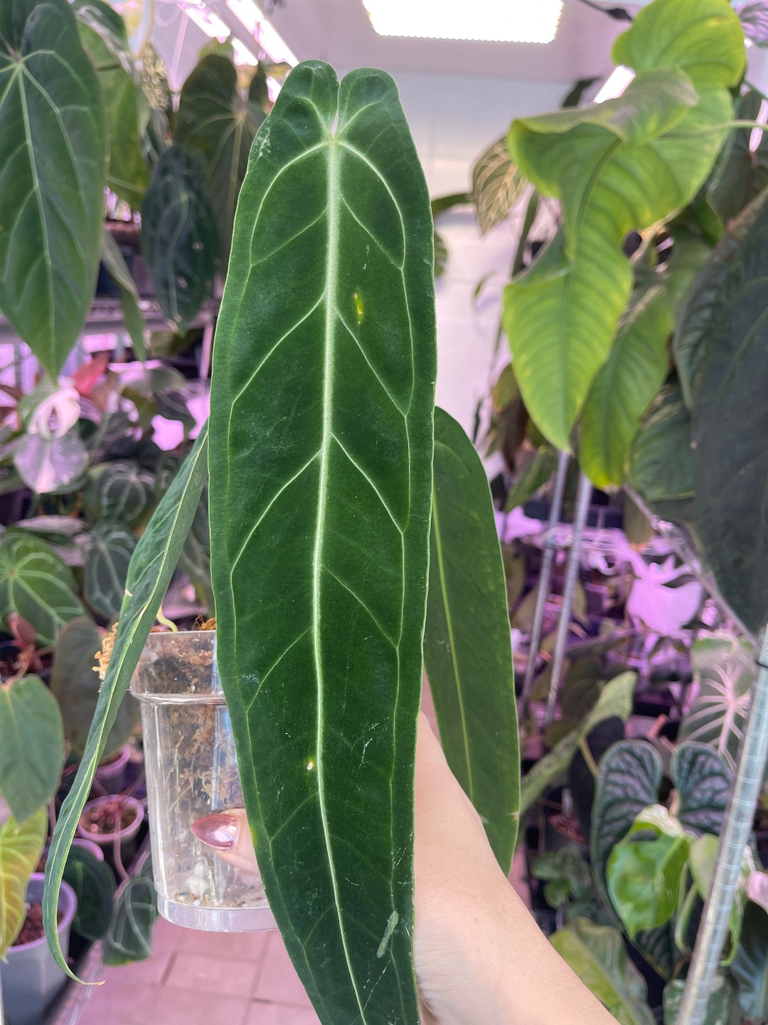 Anthurium Warocqueanum Dark and Narrow Form Queen Anthurium Etsy