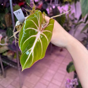 philodendron Gloriosum, velvet RARE Exotic Plant aroid houseplant aroid