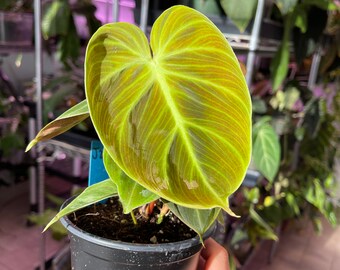 philodendron El Choco RED velvet RARE Exotic Plant aroid houseplant aroid USA Seller!