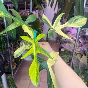 Philodendron Variegated Florida beauty