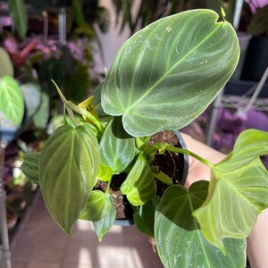 philodendron Splendid, sport variegated leaf image 8