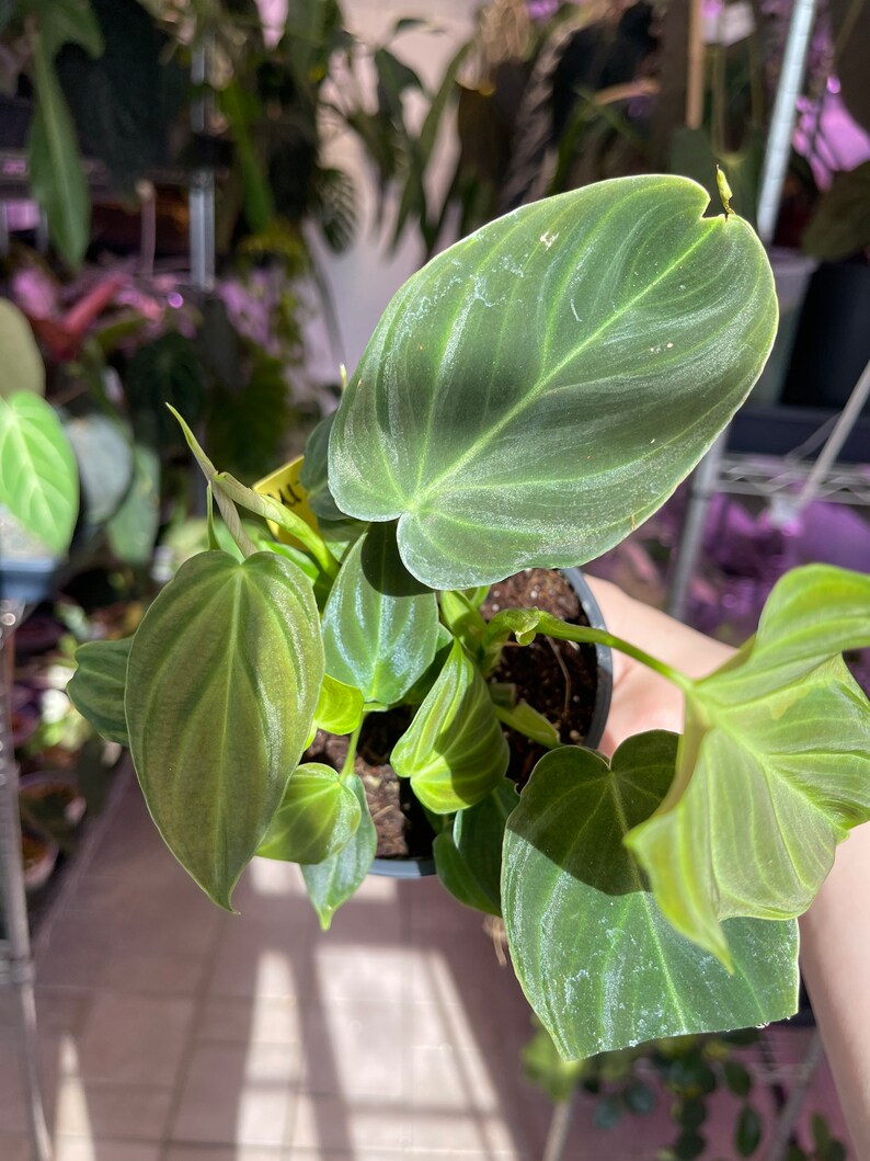 philodendron Splendid, sport variegated leaf image 8