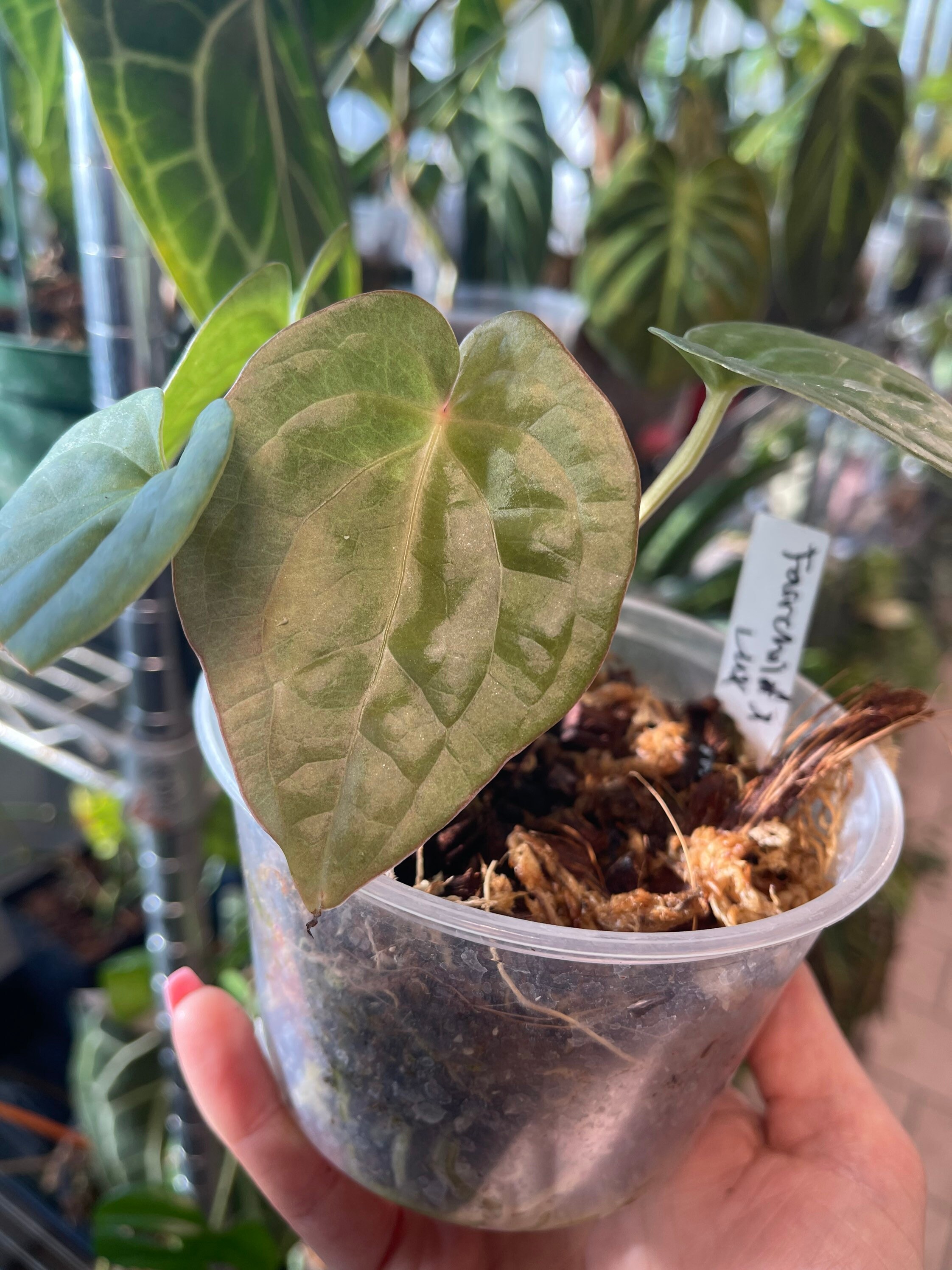 Anthurium Fairchild X Luxurians NSE Hybrid Rare Velvet Aroid Plant Queen  USA SELLER! - Etsy