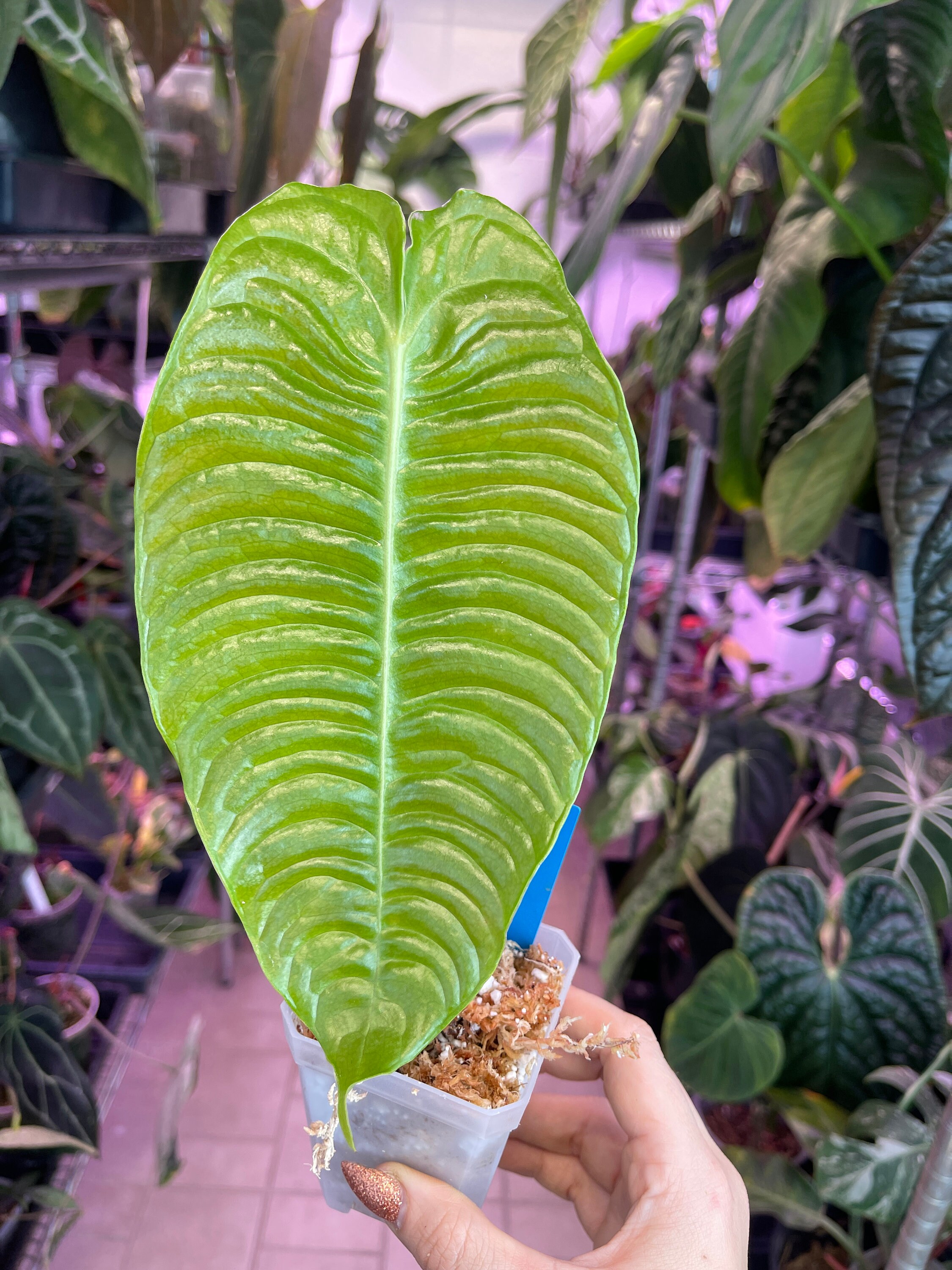 アンスリウム ベイチー ナロー Secret Bazaar | _ 『 アンスリウム・ベイチー スーパーナロー