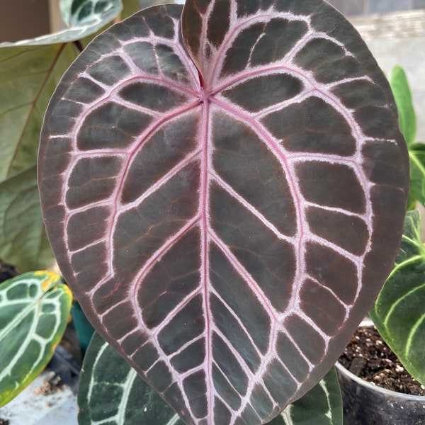 Anthurium Doc Block x Dark Besseae aff hybrid (1) seeding Aroid Plant Collector's plant USA SELLER!