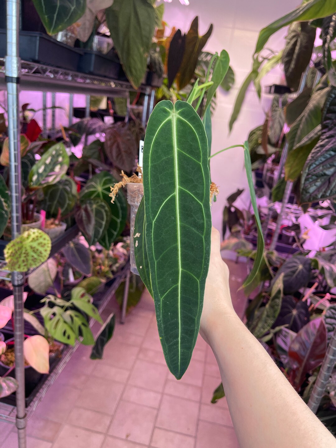 Anthurium Warocqueanum Dark and Narrow Form Queen Anthurium Etsy