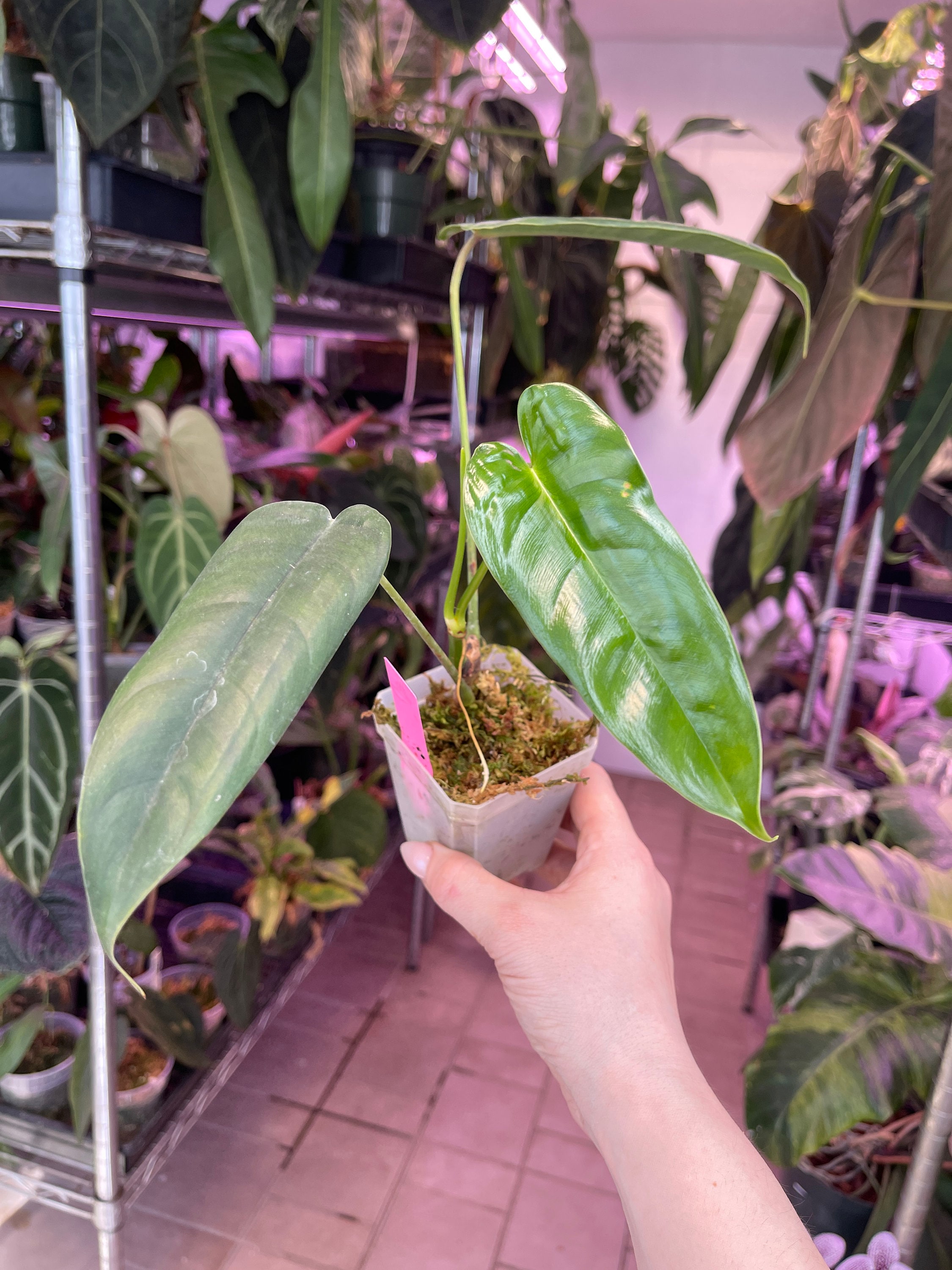 Philodendron Felix Lightly Rooted Prop With New Growth, Plant Rare  Houseplant Aroid USA Seller! - Etsy