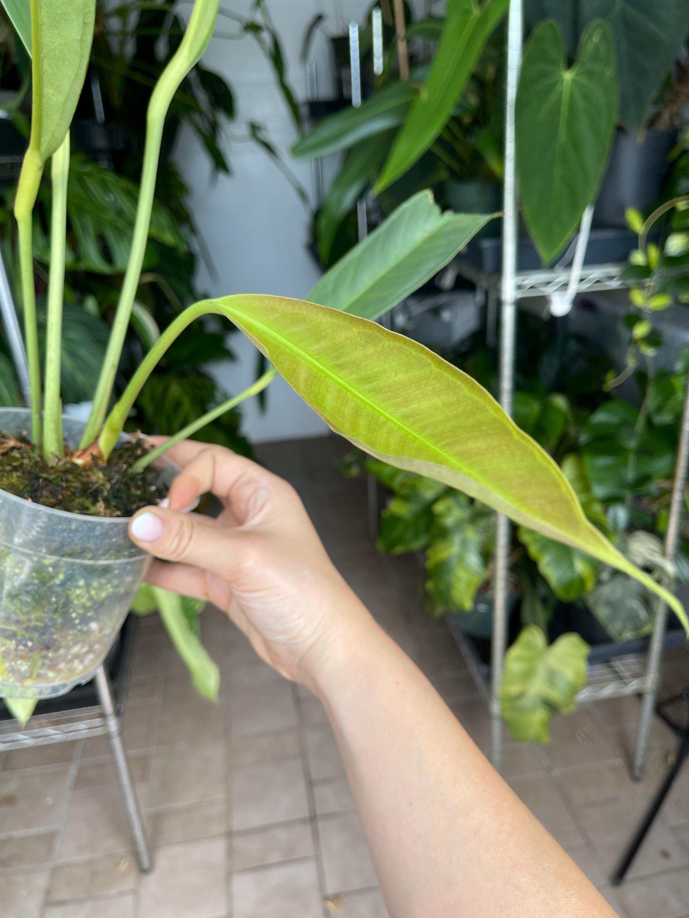 rare bonsai trees Rare Senna Meridionalis, Bonsai Succulent Tree, Old Stem – 1am Succulents