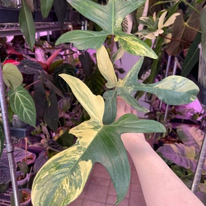 Philodendron Variegated Florida beauty, bottom cutting