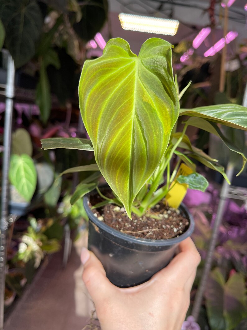 philodendron Splendid, sport variegated leaf image 5