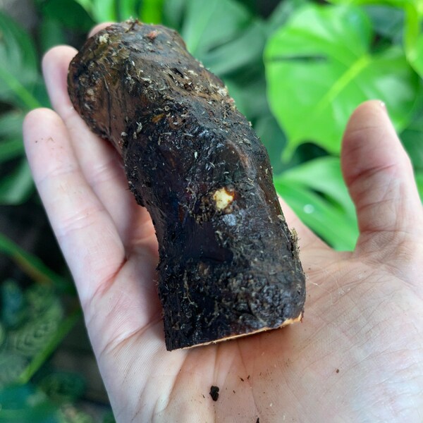 Philodendron El Choco red, XL chonk aroid RARE Exotic Plant cutting node house plant